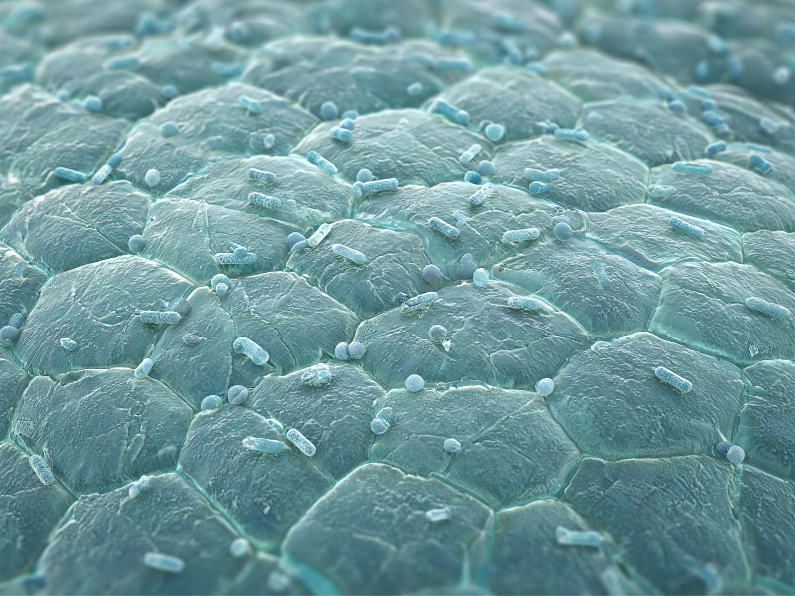 Microscopic view of skin surface with resident bacteria in the keratinocyte landscape.